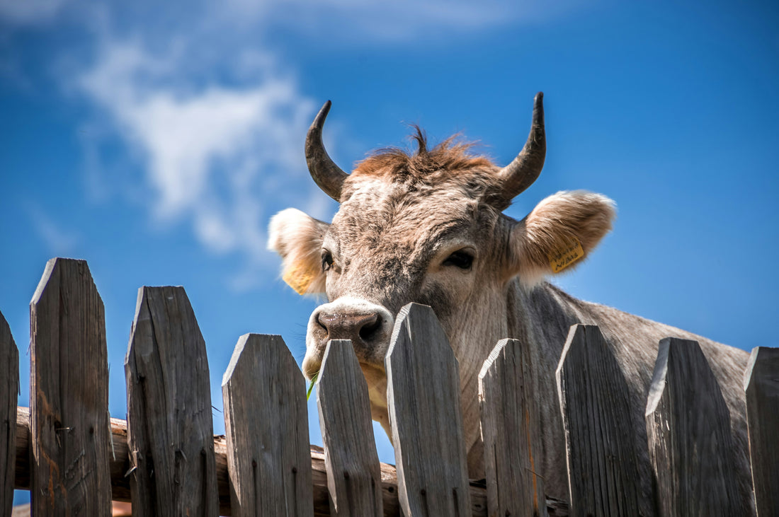 5 Benefits of Beef Tallow for Skin