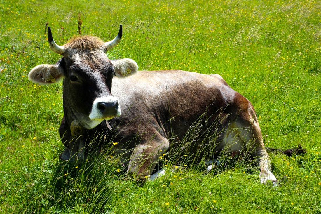 Grass-Fed vs. Grain-Fed Beef Tallow for Skin: What's the Difference?